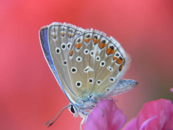 Hermosa Mariposa Una Flor — Foto de Stock