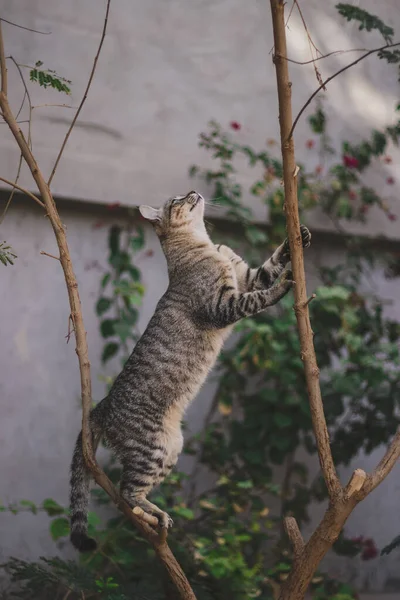Katze Garten Tier — Stockfoto