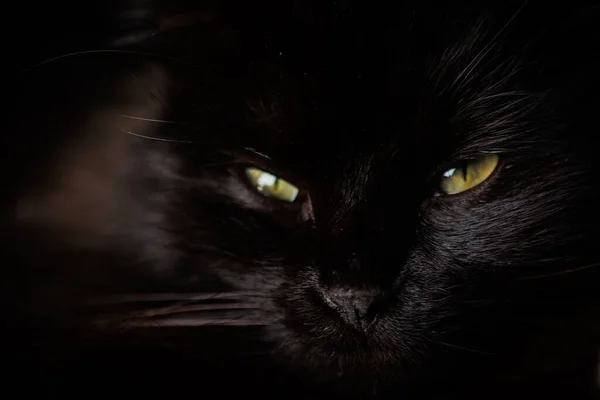 Чорно Білий Кіт Зеленими Очима — стокове фото