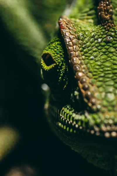 Reptil Serpiente Verde Cerca — Foto de Stock