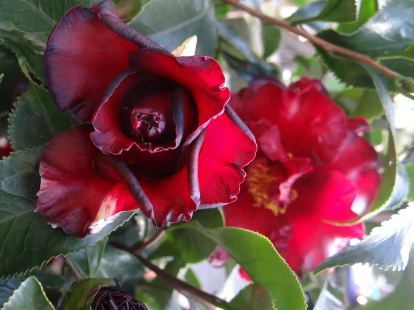 Piękna Czerwona Róża Ogrodzie — Zdjęcie stockowe