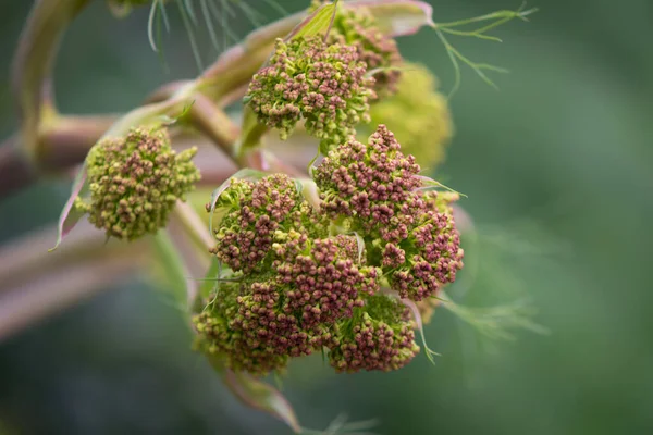 Piękne Botaniczne Ujęcie Naturalna Tapeta — Zdjęcie stockowe