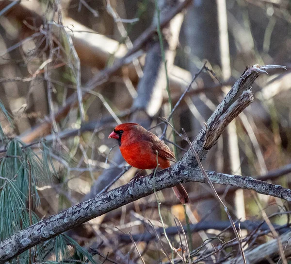 Belle Photo Oiseau Dans Habitat Naturel — Photo