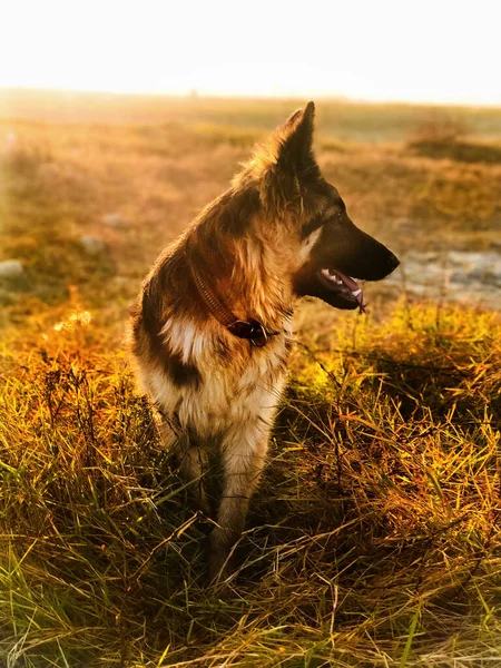 Retrato Hermoso Perro —  Fotos de Stock