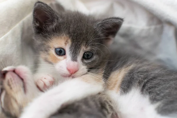 Милый Маленький Котенок Голубыми Глазами — стоковое фото