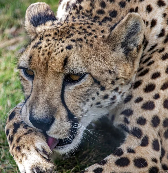 Cheetah Savannah Africa — Stock Photo, Image