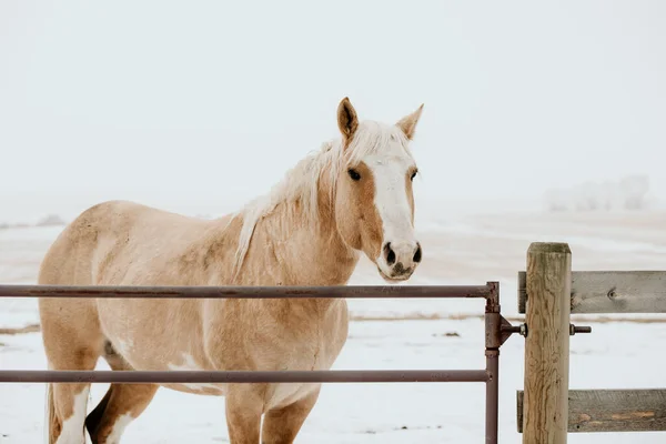 Horse Snow Nature Background — Stock Photo, Image