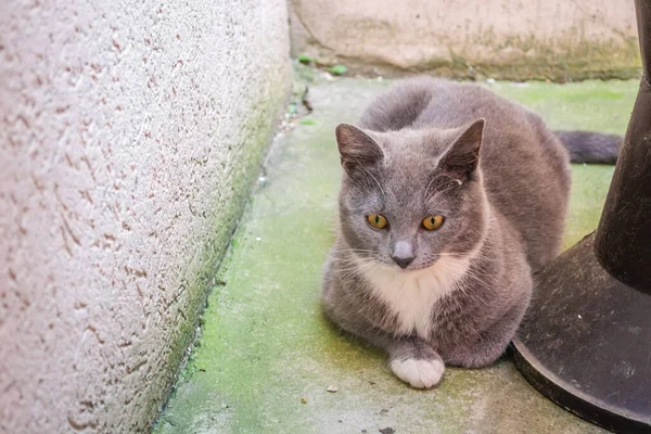 Γάτα Στο Δρόμο Στο Παρασκήνιο Κοντά — Φωτογραφία Αρχείου