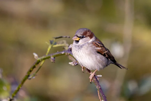 Vue Rapprochée Petit Oiseau — Photo