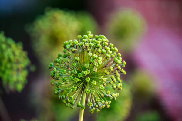 花园里一株植物的绿叶 — 图库照片