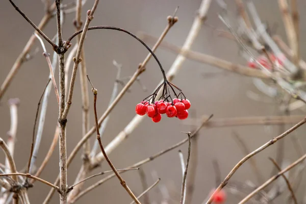 Baies Rowan Dans Jardin Gros Plan Sur Ciel Rouge Bleu — Photo