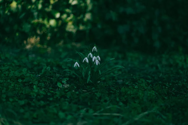 Beautiful Spring Flowers Forest — Stock Photo, Image