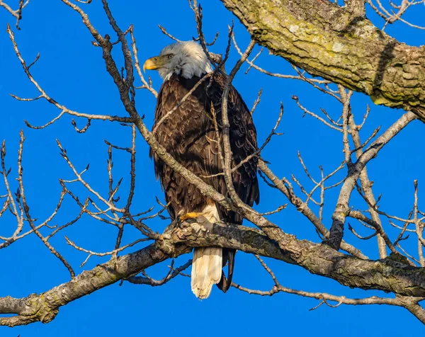 Schöne Aufnahme Eines Vogels Natürlichem Lebensraum — Stockfoto