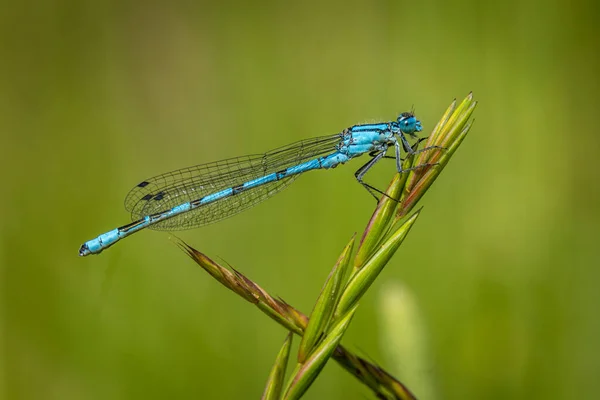 Libelle Een Groen Blad — Stockfoto