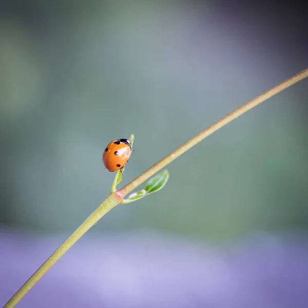 Coccinelle Sur Une Feuille — Photo