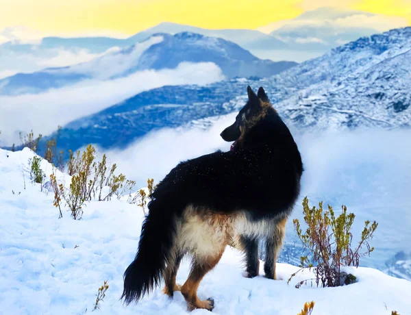 Ein Schöner Blick Auf Einen Hund Den Bergen — Stockfoto