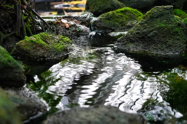 Bella Vista Sul Fiume Nella Foresta — Foto Stock