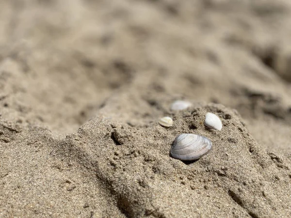 Close Pile Sand Shells Beach — Stock Photo, Image