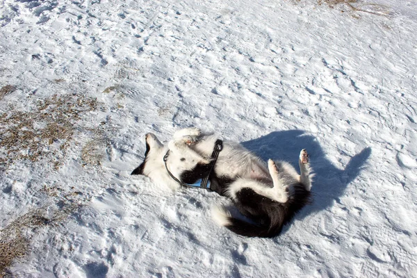Cão Branco Neve — Fotografia de Stock