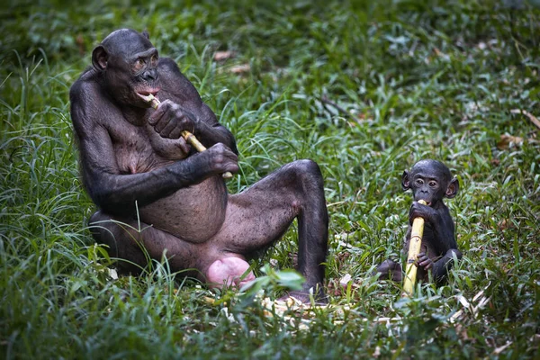 Gorila Bosque — Foto de Stock