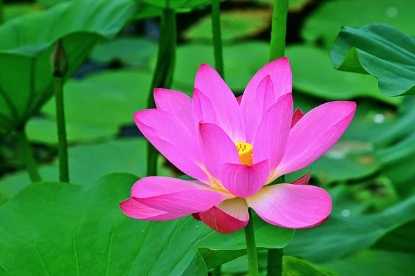 Beautiful Lotus Flower Garden — Stock Photo, Image