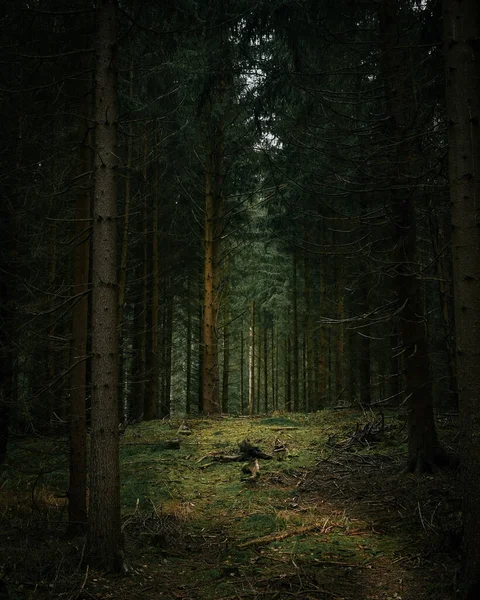 Vacker Skog Morgonen — Stockfoto