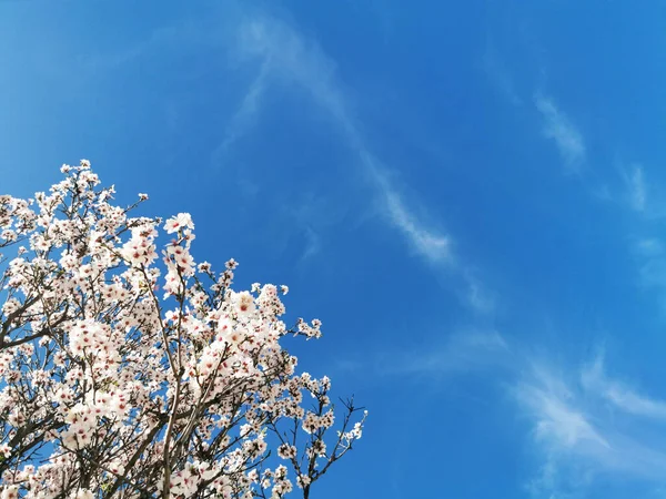 Belles Fleurs Blanches Sur Fond Bleu Ciel — Photo