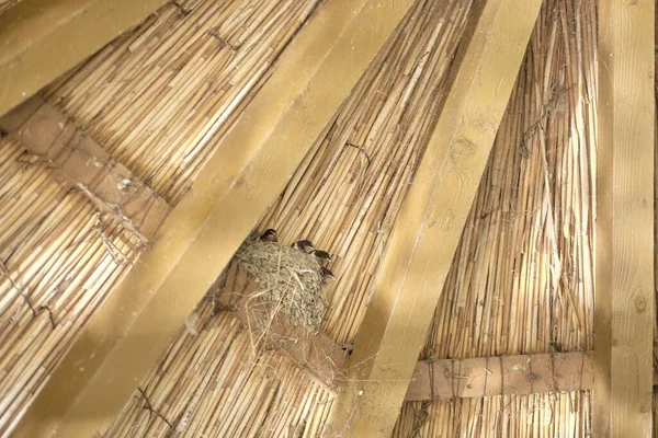 Tiro Close Chão Madeira Com Pássaro — Fotografia de Stock