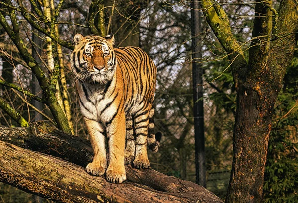 Egy Gyönyörű Tigris Erdőben — Stock Fotó