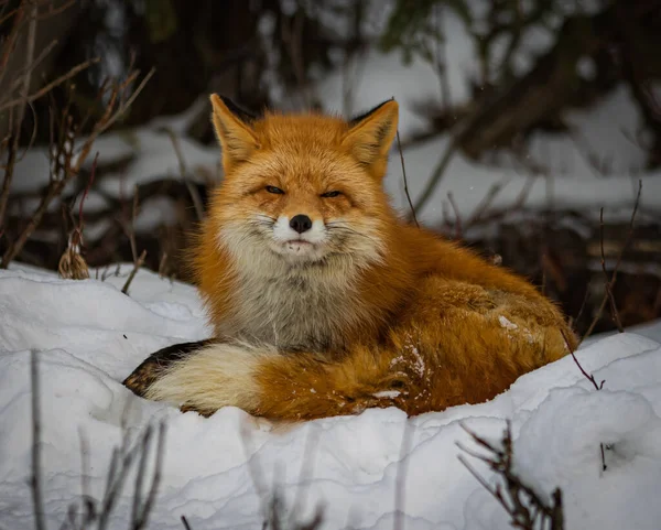 Rode Vos Het Bos — Stockfoto