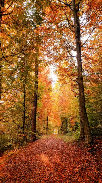Jesienny Las Drzewami Liśćmi — Zdjęcie stockowe