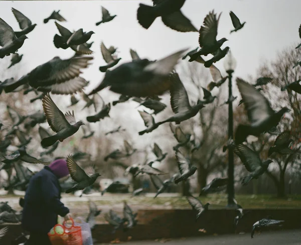 Duiven Het Park — Stockfoto