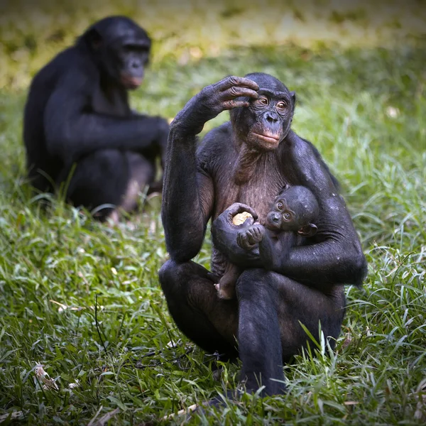 Egy Pár Fekete Fehér Gorilla Egy Sziklán — Stock Fotó