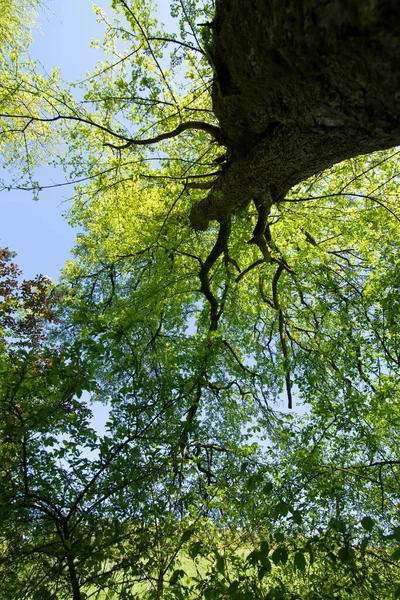 Grüner Baum Wald — Stockfoto