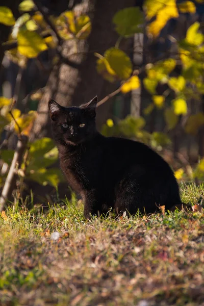 Fekete Macska Erdőben — Stock Fotó