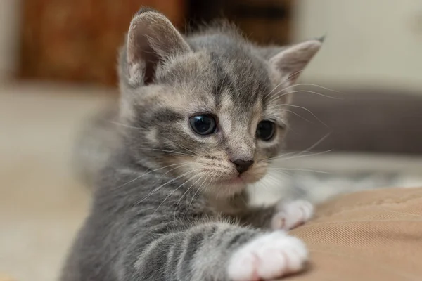Niedliches Kleines Kätzchen Mit Blauen Augen — Stockfoto
