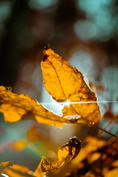 Close Autumn Leaves Yellow Red Maple Tree Sunny Day — Stock Photo, Image