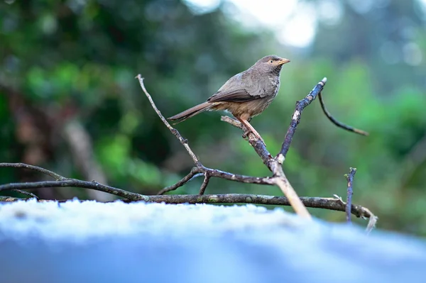 Doğal Ortamda Güzel Bir Kuş Görüntüsü — Stok fotoğraf