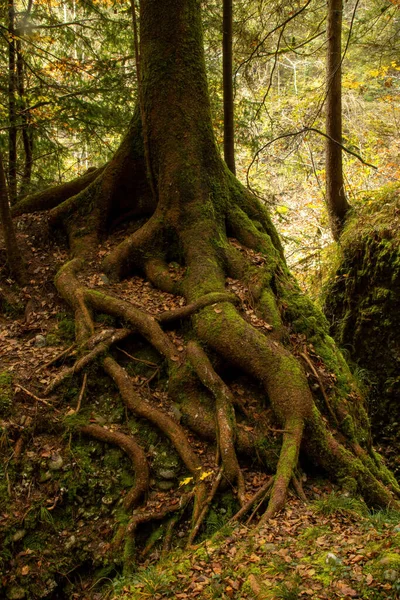 Piękne Ujęcie Drzewa Lesie — Zdjęcie stockowe