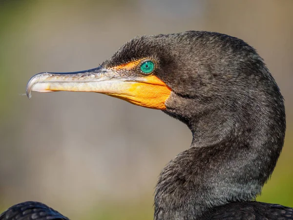 Beautiful Shot Bird Natural Habitat — Stock Photo, Image