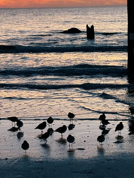 海滩上海鸥的轮廓 — 图库照片