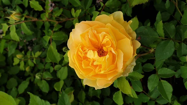 Красивая Желтая Роза Саду — стоковое фото