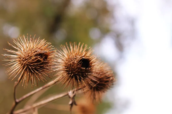 Piękne Botaniczne Ujęcie Naturalna Tapeta — Zdjęcie stockowe