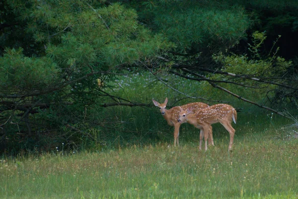 森の中の白い鹿の背中 — ストック写真