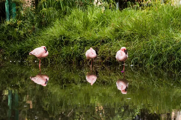 水の中の鳥の群れが — ストック写真