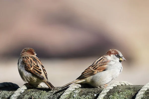귀여운 참새들의 — 스톡 사진