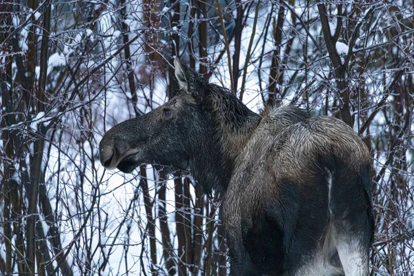 Gros Plan Loup Noir Dans Une Forêt — Photo