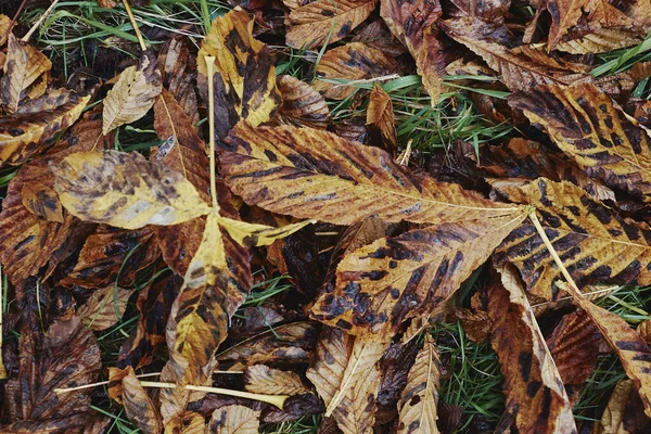 Herbstlaub Auf Dem Boden — Stockfoto