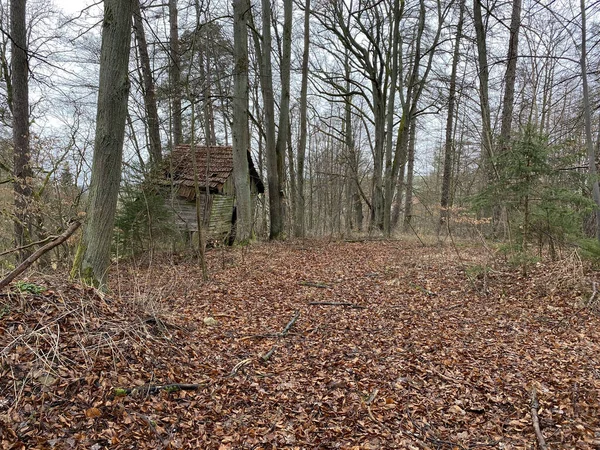 Camino Madera Bosque —  Fotos de Stock