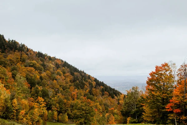 Красивый Осенний Пейзаж Деревьями Лесом — стоковое фото
